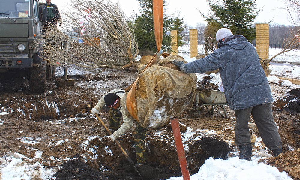 Сажать дерево в посадочную яму приходится краном